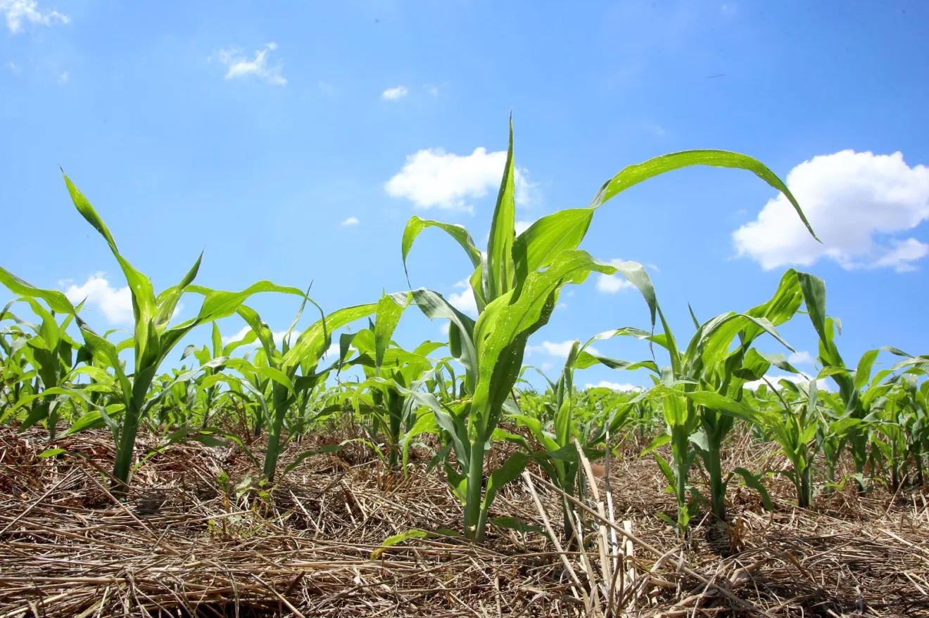 Entenda as novas diretrizes sobre o agronegócio e como elas impactam o crédito rural e a inflação dos alimentos - Foto: AEN Entenda as novas diretrizes sobre o agronegócio e como elas impactam o crédito rural e a inflação dos alimentos - Foto: AEN