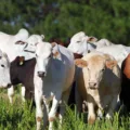 Descubra as tendências do mercado do boi gordo em 2025 e os fatores que impulsionam seu crescimento positivo - Foto: Gilson Abreu/AEN