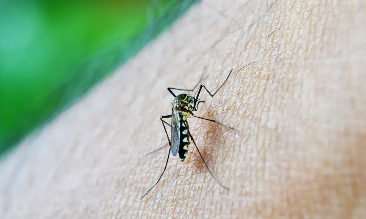 Cascavel enfrenta um surto de Chikungunya com 353 casos confirmados. Descubra a situação atual da saúde na cidade - Foto: AEN