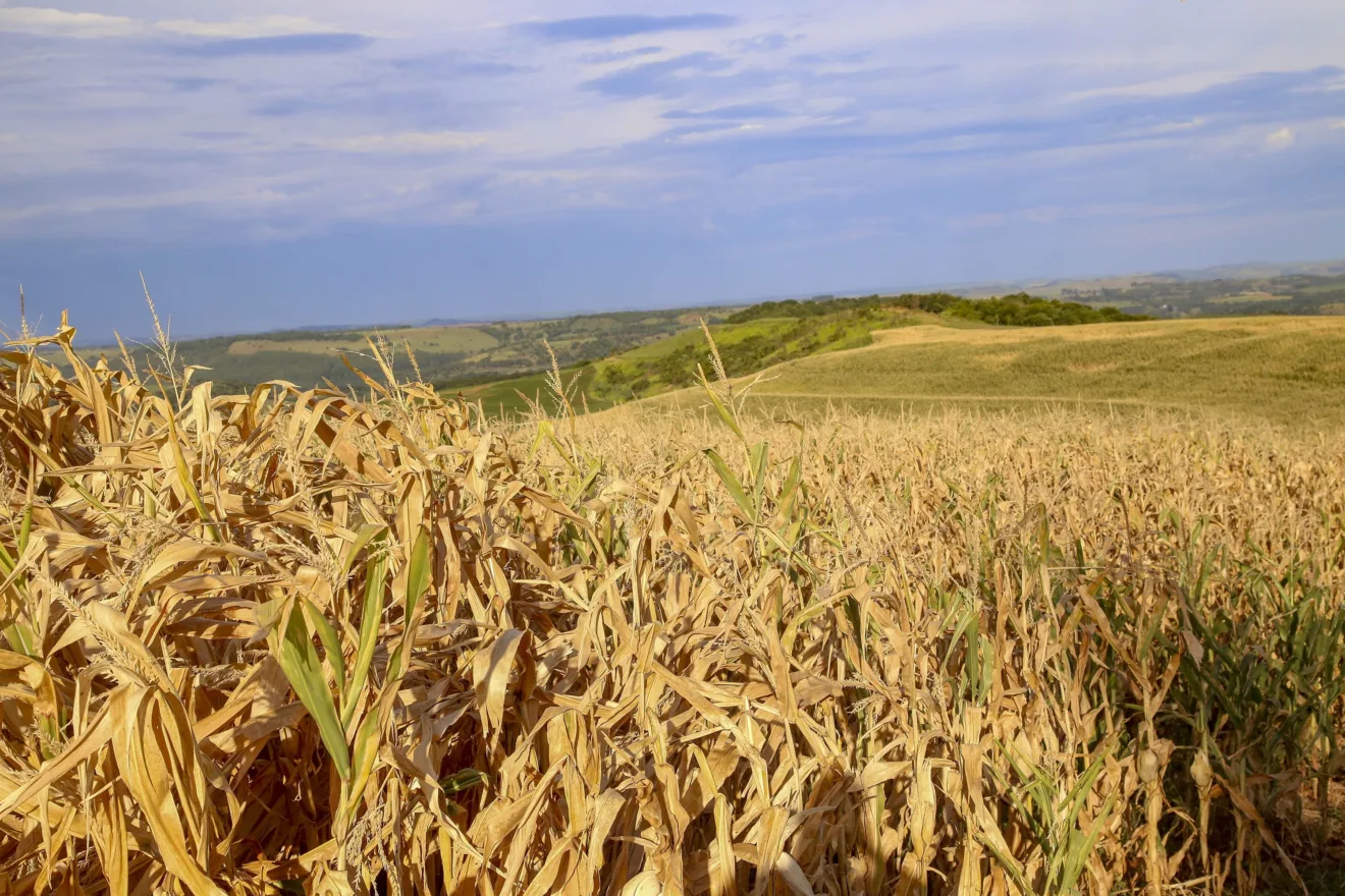 Saiba mais sobre o Decreto 10.047 e como a seca impacta o produtor rural no Paraná, especialmente na Costa Oeste - Foto: Gilson Abreu/AEN