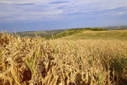 Saiba mais sobre o Decreto 10.047 e como a seca impacta o produtor rural no Paraná, especialmente na Costa Oeste - Foto: Gilson Abreu/AEN