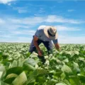 Celebrando 78 anos, a FEAPR valoriza a agronomia do Paraná e promove a sustentabilidade e a inovação no setor agrícola - Foto: Divulgação