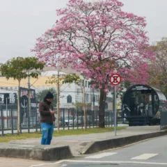 Temperaturas negativas no Paraná marcam o início de 2025 com registro de -0,3°C em Palmas. Confira os detalhes! - Foto: Gabriel Rosa/AEN