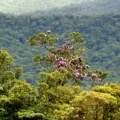 Saiba como a reserva legal ajuda a preservar a fertilidade do solo e a biodiversidade nas propriedades rurais do Brasil - Foto: José Fernando Ogura/AEN