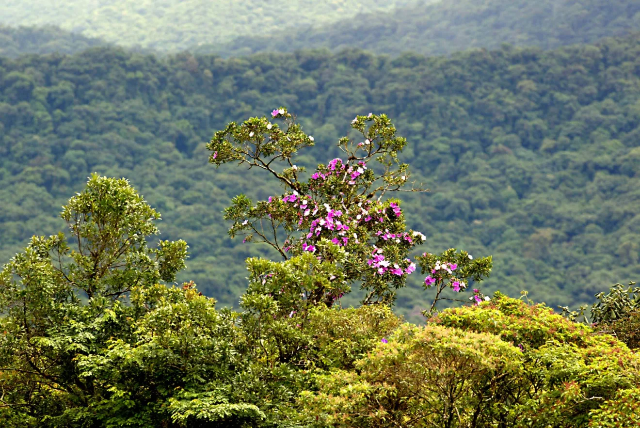 Saiba como a reserva legal ajuda a preservar a fertilidade do solo e a biodiversidade nas propriedades rurais do Brasil - Foto: José Fernando Ogura/AEN Saiba como a reserva legal ajuda a preservar a fertilidade do solo e a biodiversidade nas propriedades rurais do Brasil - Foto: José Fernando Ogura/AEN