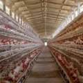 Acompanhe as decisões dos países sobre a gripe e suas consequências para as importações de carne de frango do Brasil - Foto - Gilson Abreu/AEN