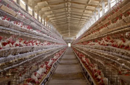 Acompanhe as decisões dos países sobre a gripe e suas consequências para as importações de carne de frango do Brasil - Foto - Gilson Abreu/AEN