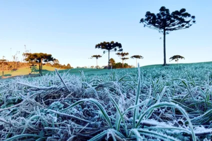 Confira o alerta de perigo para a neve no Brasil e a situação do frio no Paraná com especialistas do Jornal O Paraná -  Foto: Ana Tigrinho