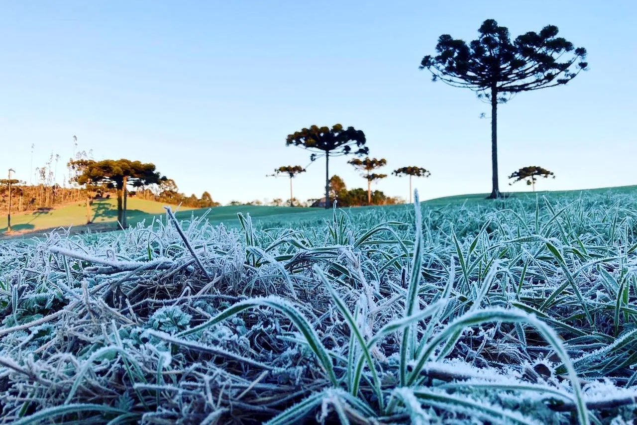 Confira o alerta de perigo para a neve no Brasil e a situação do frio no Paraná com especialistas do Jornal O Paraná -  Foto: Ana Tigrinho