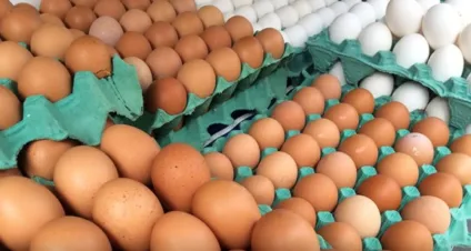 Paraná é um dos destinos de ovos de granja onde ocorreu foco Paraná é um dos destinos de ovos de granja onde ocorreu foco