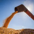 Entenda o risco de geada em regiões do Paraná e como isso afeta as lavouras de milho na segunda safra - Foto: Senar