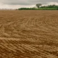 Descubra as novas diretrizes sobre o cultivo de soja no Brasil e os períodos de vazio sanitário para a safra 2025/26 - Foto: FAEP