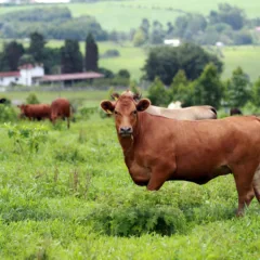 43,4% dos rebanhos já foram atualizados no Paraná