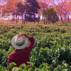 O corte de R$ 445,1 milhões no Programa de Subvenção ao Prêmio do Seguro Rural provoca preocupação no agronegócio - Foto: Divulgação