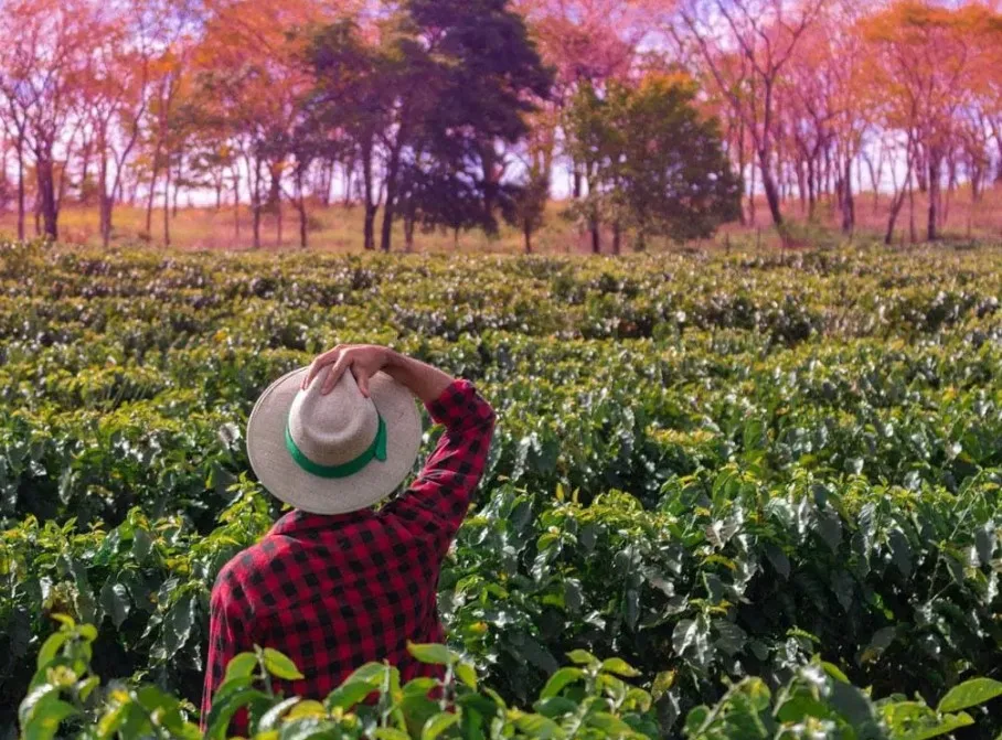 O corte de R$ 445,1 milhões no Programa de Subvenção ao Prêmio do Seguro Rural provoca preocupação no agronegócio - Foto: Divulgação O corte de R$ 445,1 milhões no Programa de Subvenção ao Prêmio do Seguro Rural provoca preocupação no agronegócio - Foto: Divulgação