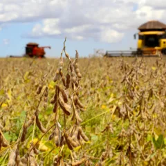 Entenda o impacto da proposta do governo sobre o Cascavel e a isenção do Imposto de Renda para o agronegócio Foto: Jaelson Lucas / AEN