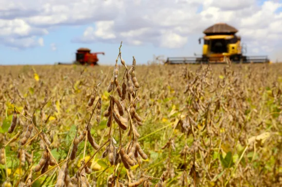 Entenda o impacto da proposta do governo sobre o Cascavel e a isenção do Imposto de Renda para o agronegócio Foto: Jaelson Lucas / AEN