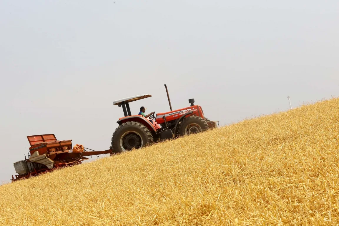 Entenda como as decisões do governo impactam o agronegócio no Brasil e quais os efeitos para a economia nacional - Foto: Wanderson Araújo/CNA Entenda como as decisões do governo impactam o agronegócio no Brasil e quais os efeitos para a economia nacional - Foto: Wanderson Araújo/CNA