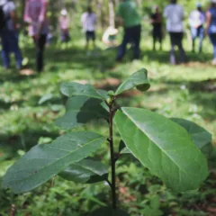 Descubra a nova Política que reconhece a produção de erva-mate como Patrimônio Cultural Imaterial no Paraná - Foto: CEDErva