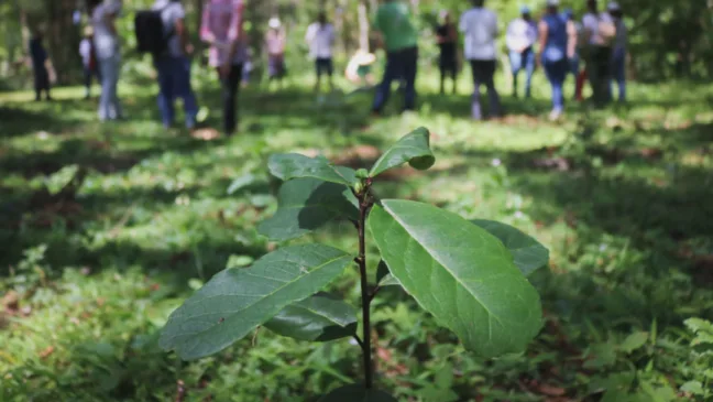 Descubra a nova Política que reconhece a produção de erva-mate como Patrimônio Cultural Imaterial no Paraná - Foto: CEDErva