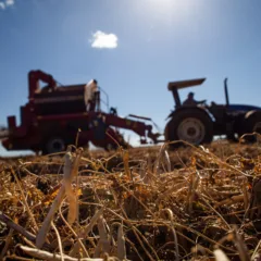 Saiba mais sobre a reestruturação do Proagro que afeta diretamente Cascavel e os pequenos agricultores na nova safra - Foto: CNA