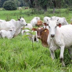 A Produção na PPM 2024 atingiu R$ 132,8 bilhões, com crescimento significativo em produtos de origem animal - Foto: Arnaldo Alves / AEN