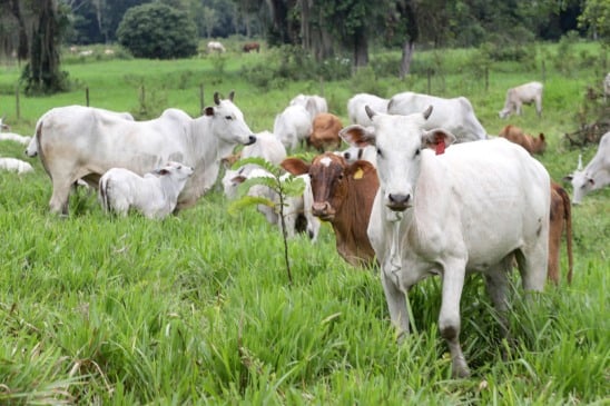 A Produção na PPM 2024 atingiu R$ 132,8 bilhões, com crescimento significativo em produtos de origem animal - Foto: Arnaldo Alves / AEN