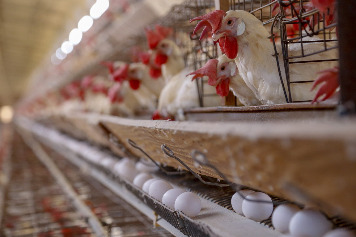 Entenda as tarifas que podem impactar o setor de proteína animal no Brasil e a resposta ao tarifário dos Estados Unidos - Gilson Abreu/AEN