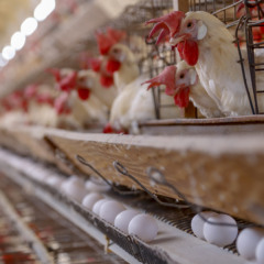 Entenda as tarifas que podem impactar o setor de proteína animal no Brasil e a resposta ao tarifário dos Estados Unidos - Gilson Abreu/AEN