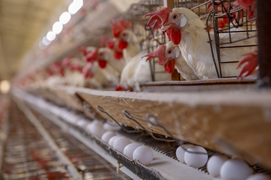 Entenda as tarifas que podem impactar o setor de proteína animal no Brasil e a resposta ao tarifário dos Estados Unidos - Gilson Abreu/AEN