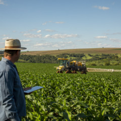 Entenda a importância da Safrinha e os aprendizados que a segunda safra de milho trouxe para os agricultores brasileiros  - Foto: BASF