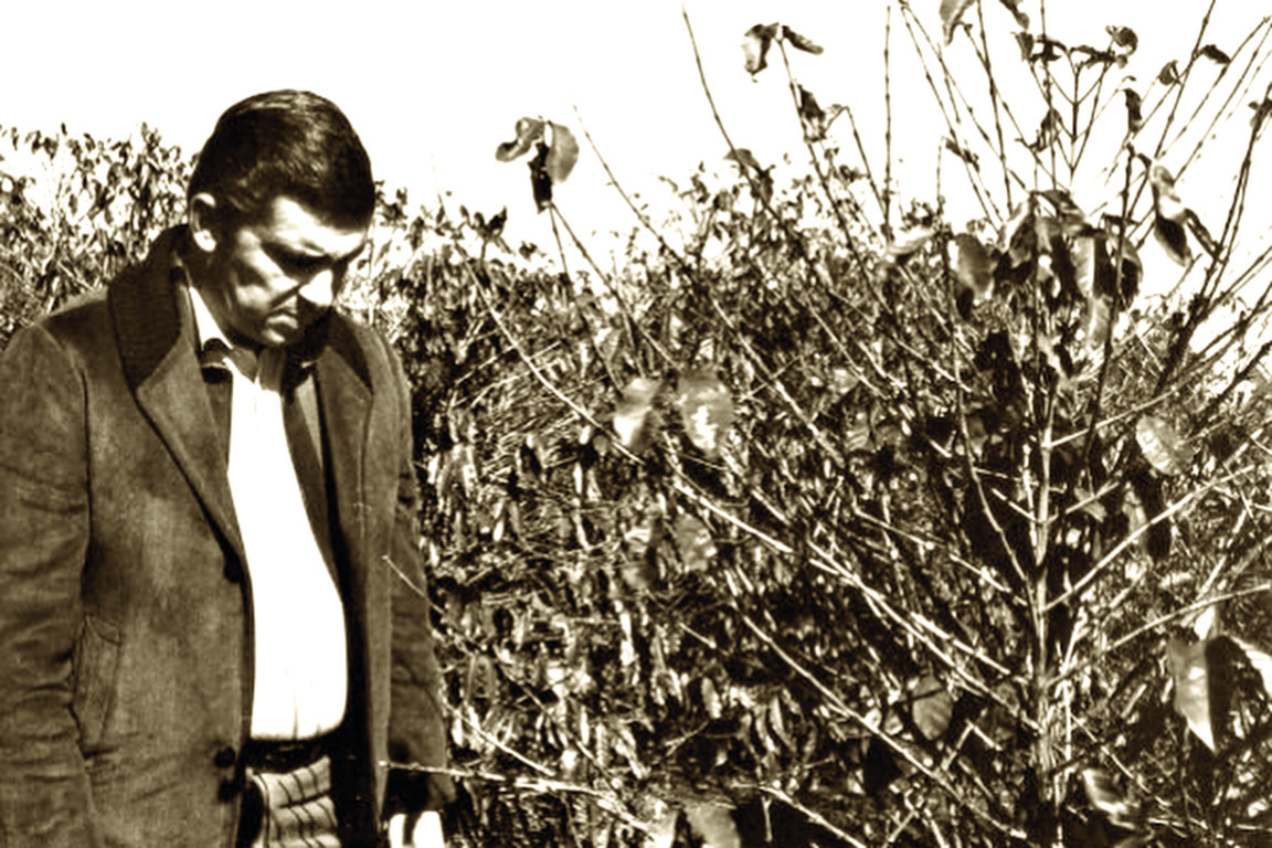 50 anos depois da geada negra, frio relembra virada histórica na agropecuária do Paraná