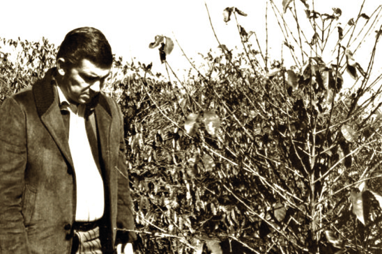50 anos depois da geada negra, frio relembra virada histórica na agropecuária do Paraná