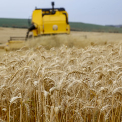 Conheça os desafios e perspectivas da safra de trigo 2025 no Paraná com redução significativa na área cultivada - Foto: Gilson Abreu/AEN