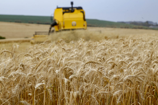 Conheça os desafios e perspectivas da safra de trigo 2025 no Paraná com redução significativa na área cultivada - Foto: Gilson Abreu/AEN