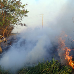 Geadas e falta de chuva, além da irresponsabilidade de alguns, aumentam número de incêndios ambientais - Foto: CBMPR