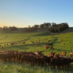 Saiba mais sobre a atualização do rebanho em Cascavel, com 85,1% das propriedades inscritas até julho de 2025 - Foto: Adapar/AEN