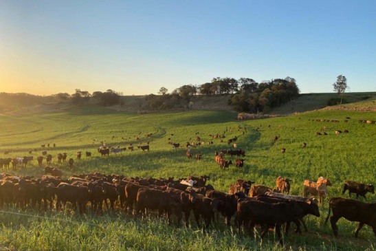 Saiba mais sobre a atualização do rebanho em Cascavel, com 85,1% das propriedades inscritas até julho de 2025 - Foto: Adapar/AEN