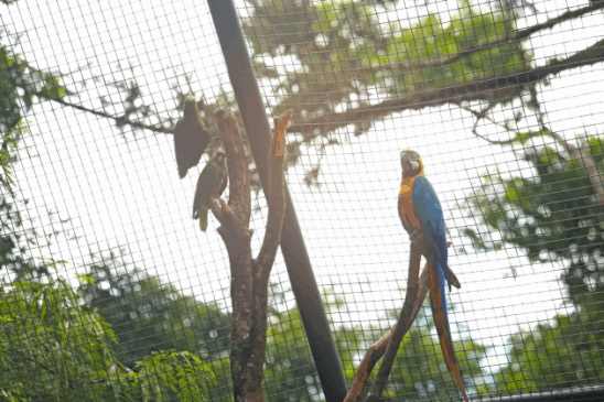 Descubra as atrações de férias em Cascavel, incluindo o Zoológico aberto de terça a domingo até 27 de julho - Foto: Secom