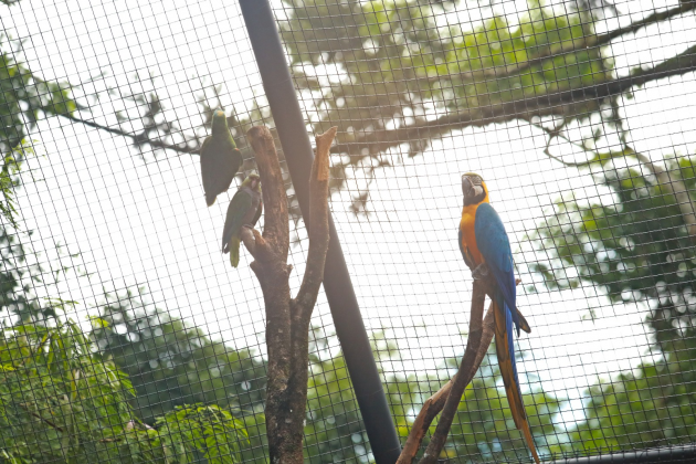 Descubra as atrações de férias em Cascavel, incluindo o Zoológico aberto de terça a domingo até 27 de julho - Foto: Secom Descubra as atrações de férias em Cascavel, incluindo o Zoológico aberto de terça a domingo até 27 de julho - Foto: Secom