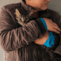 Vacinação gratuita contra a raiva para cães e gatos em Cascavel. Participe e proteja a saúde dos seus pets - Foto: Secom