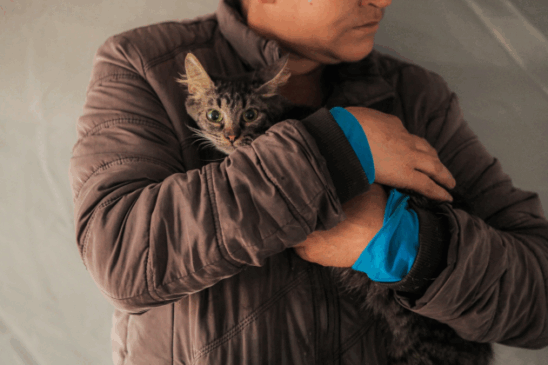 Vacinação gratuita contra a raiva para cães e gatos em Cascavel. Participe e proteja a saúde dos seus pets - Foto: Secom