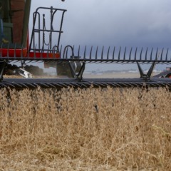 Descubra como o Paraná alcançou a maior variação positiva na produção agrícola de grãos do Brasil para 2025 -  Foto: Gilson Abreu/AEN