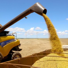 Explore as novidades sobre o mercado de commodities agrícolas e o papel do Brasil diante das tarifas dos EUA - Fotos: Jaelson Lucas / Arquivo AEN