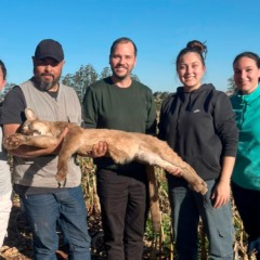 Onça-parda fêmea é resgatada em árvore e devolvida à natureza