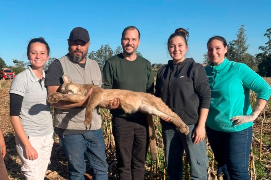 Onça-parda fêmea é resgatada em árvore e devolvida à natureza Onça-parda fêmea é resgatada em árvore e devolvida à natureza