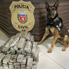 Saiba como o NOC da Polícia Civil do Paraná retirou 5,7 toneladas de drogas do tráfico e prendeu 231 suspeitos em 2023 - Foto:  PCPR