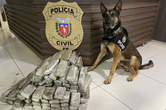 Saiba como o NOC da Polícia Civil do Paraná retirou 5,7 toneladas de drogas do tráfico e prendeu 231 suspeitos em 2023 - Foto:  PCPR