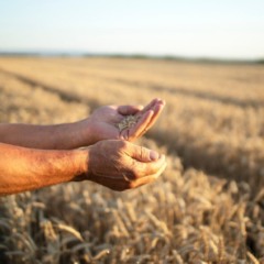 Descubra as consequências do congelamento de R$ 445 milhões no agronegócio e seu impacto no mercado de seguro rural - Foto: Freepik