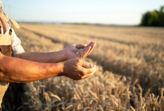 Descubra as consequências do congelamento de R$ 445 milhões no agronegócio e seu impacto no mercado de seguro rural - Foto: Freepik